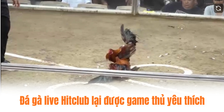 Vì sao đá gà live Hitclub lại được game thủ yêu thích?